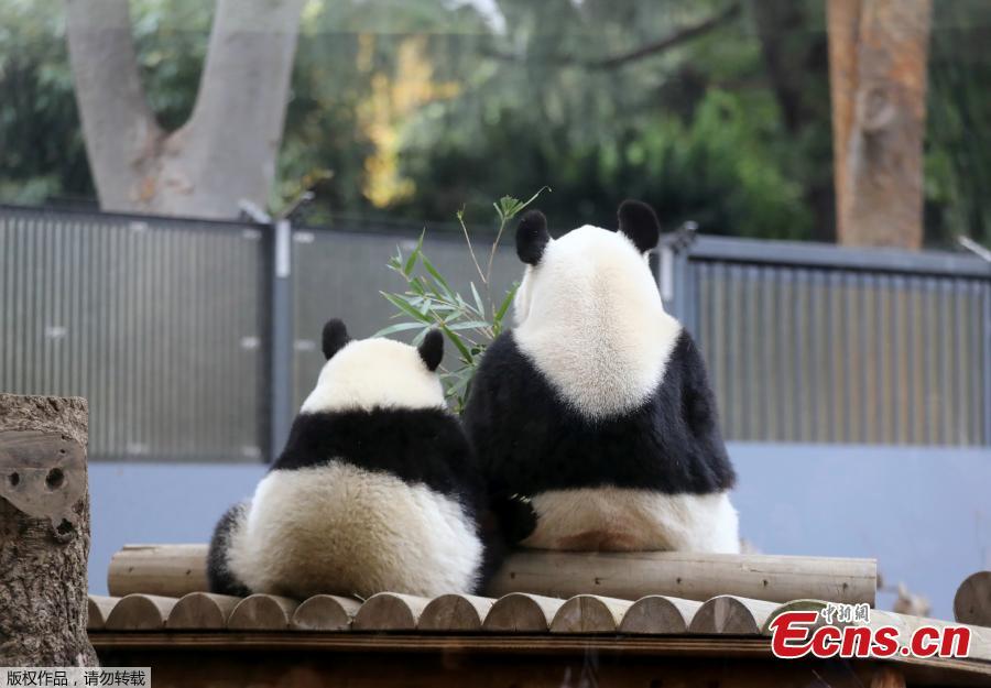 Female giant panda cub Xiang Xiang (L) sits next to her mother Shin Shin (R) at Ueno Zoo in Tokyo on November 12, 2018. (Photo/Agencies)
