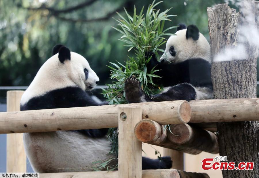 Female giant panda cub Xiang Xiang (R) and her mother Shin Shin (L) eat bamboo at Ueno Zoo in Tokyo on November 12, 2018. (Photo/Agencies)