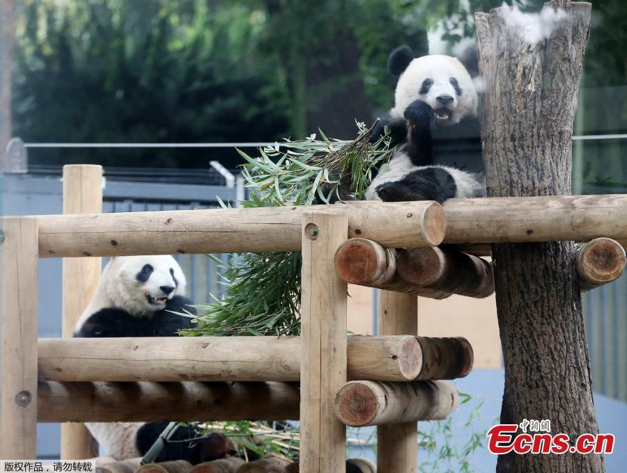 Female giant panda cub Xiang Xiang (R) and her mother Shin Shin (L) eat bamboo at Ueno Zoo in Tokyo on November 12, 2018. (Photo/Agencies)
