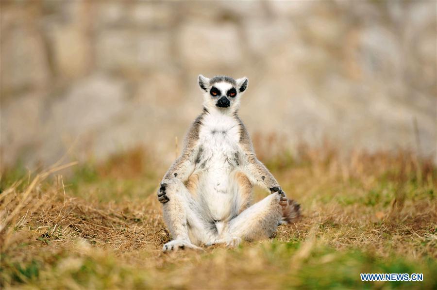 A ring-tailed lemur is seen at Qingdao Forest Wildlife World in Qingdao, east China\'s Shandong Province, Nov. 15, 2018. (Xinhua/Yu Fangping)