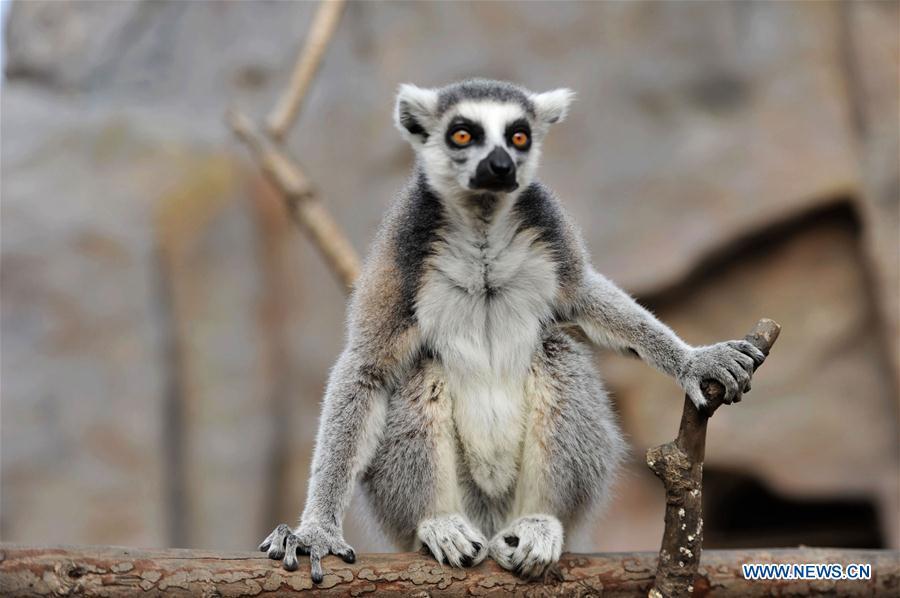 A ring-tailed lemur is seen at Qingdao Forest Wildlife World in Qingdao, east China\'s Shandong Province, Nov. 15, 2018. (Xinhua/Yu Fangping)