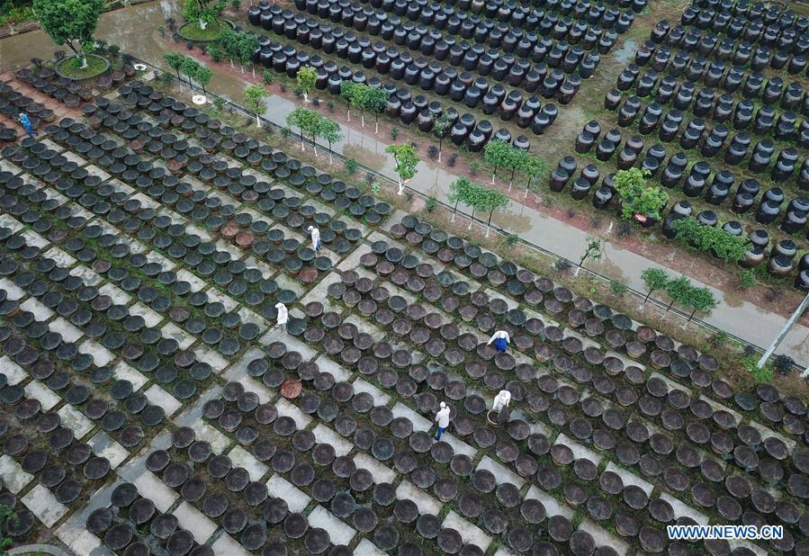 Aerial photo taken on Nov. 18, 2018 shows workers checking jars at a vinegar plant in Chishui, southwest China\'s Guizhou Province. Chishui maintained a traditional method to make vinegar with over 30 process steps.(Xinhua/Wang Changyu)