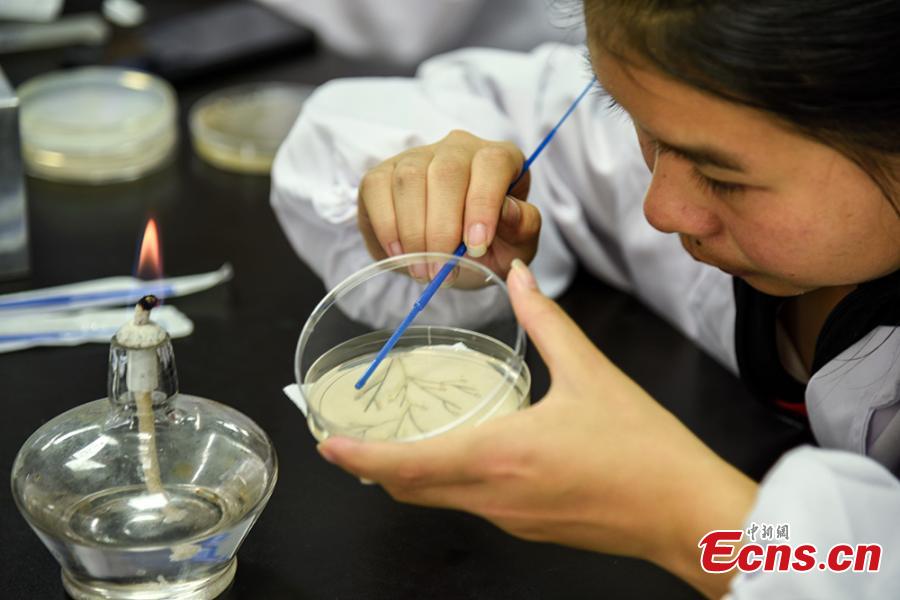 Patterns formed with bacteria are shown in petri dishes during a microbial art competition at China Pharmaceutical University in Nanjing, East China’s Jiangsu province. Students of the school have created artworks by placing various strains of bacteria like staphylococcus and colibacillus into petri dishes, and letting the microbes react and spread across carefully drawn patterns. (Photo: China News Service/ Jiang Chen)