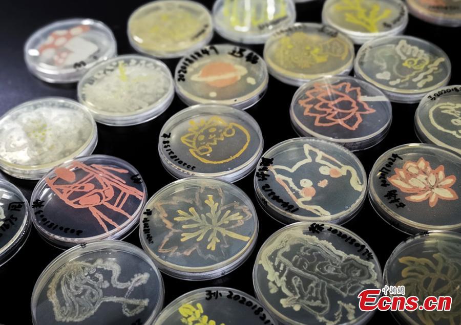 Patterns formed with bacteria are shown in petri dishes during a microbial art competition at China Pharmaceutical University in Nanjing, East China’s Jiangsu province. Students of the school have created artworks by placing various strains of bacteria like staphylococcus and colibacillus into petri dishes, and letting the microbes react and spread across carefully drawn patterns. (Photo: China News Service/ Jiang Chen)