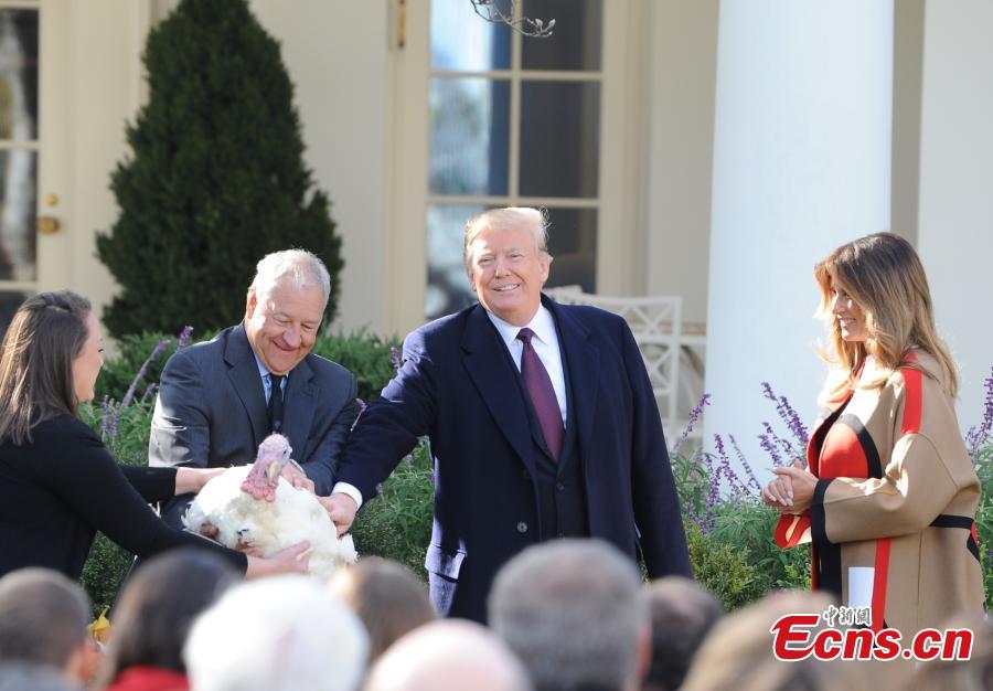 U.S. President Donald Trump (L3) participates in the National Thanksgiving Turkey Pardoning Ceremony at the Rose Garden of the White House in Washington D.C., the United States, on Nov. 20, 2018. (Photo: China News Service/ Chen Mengtong)
U.S. President Donald Trump on Tuesday pardoned two turkeys, namely \