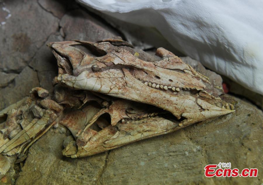A new study published recently in the journal PLOS ONE describes tooth histology and development of ornithischian dinosaur Changchunsaurus parvus in the mid-Cretaceous period. The research, led by a team of Jilin University, revealed the presence of wavy enamel, which is the phylogenetically earliest occurrence of this type of tissue, according to Chen Jun, director of the team. This is the first time that such a structure has been found after the large duck-billed dinosaurs, and the structure would enhance the teeth and make them more wear-resisting for cutting and chewing plants. (Photo: China News Service/Zhang Yao)