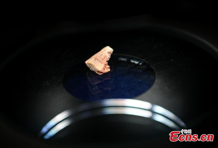 A new study published recently in the journal PLOS ONE describes tooth histology and development of ornithischian dinosaur Changchunsaurus parvus in the mid-Cretaceous period. The research, led by a team of Jilin University, revealed the presence of wavy enamel, which is the phylogenetically earliest occurrence of this type of tissue, according to Chen Jun, director of the team. This is the first time that such a structure has been found after the large duck-billed dinosaurs, and the structure would enhance the teeth and make them more wear-resisting for cutting and chewing plants. (Photo: China News Service/Zhang Yao)