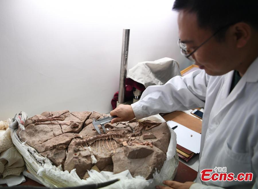 A new study published recently in the journal PLOS ONE describes tooth histology and development of ornithischian dinosaur Changchunsaurus parvus in the mid-Cretaceous period. The research, led by a team of Jilin University, revealed the presence of wavy enamel, which is the phylogenetically earliest occurrence of this type of tissue, according to Chen Jun, director of the team. This is the first time that such a structure has been found after the large duck-billed dinosaurs, and the structure would enhance the teeth and make them more wear-resisting for cutting and chewing plants. (Photo: China News Service/Zhang Yao)