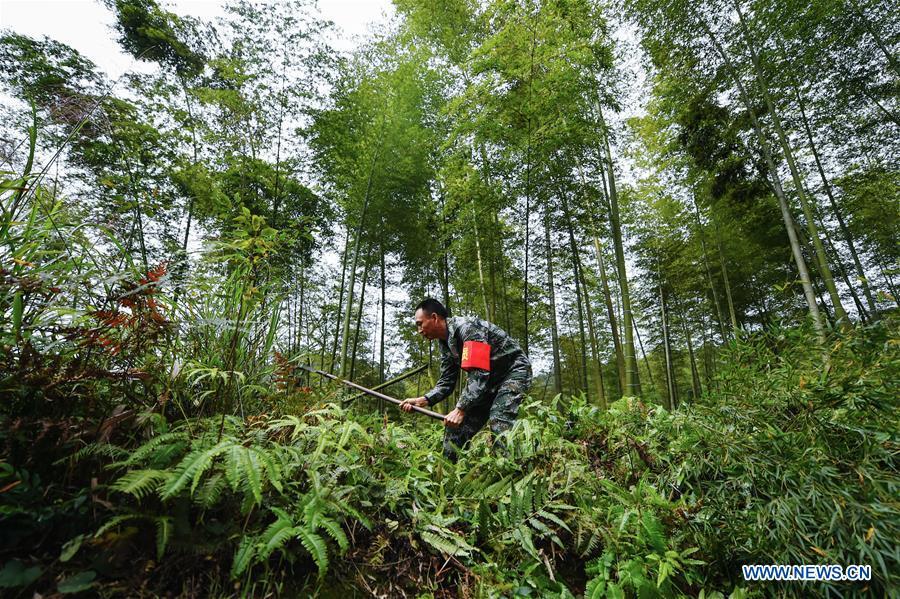 Forest ranger Shen Jinming weeds in a bamboo forest at Hushi forestry farm in Chishui City, southwest China\'s Guizhou Province, Oct. 24, 2018. Chishui is famous for its bamboo forest. To guard the bamboo, forest rangers need to patrol for all year round. At the Hushi forestry farm, there is a patrol group consisting of a dozen of forest rangers. They are in charge of about an area of 2,400 hectares. Loneliness is one of the difficulties they need to face as they can only go back home after one-week work. But all of them stay to keep working after those years as they love the bamboo forest and are determined to guard it. (Xinhua/Li Mangmang)