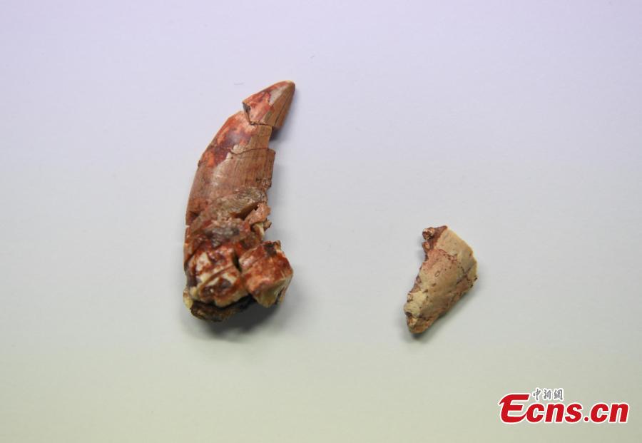 A new study published recently in the journal PLOS ONE describes tooth histology and development of ornithischian dinosaur Changchunsaurus parvus in the mid-Cretaceous period. The research, led by a team of Jilin University, revealed the presence of wavy enamel, which is the phylogenetically earliest occurrence of this type of tissue, according to Chen Jun, director of the team. This is the first time that such a structure has been found after the large duck-billed dinosaurs, and the structure would enhance the teeth and make them more wear-resisting for cutting and chewing plants. (Photo: China News Service/Zhang Yao)