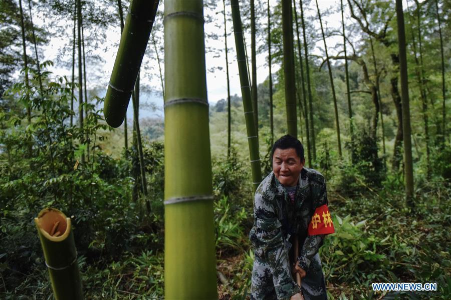 A forest ranger chops a dead bamboo in a bamboo forest at Hushi forestry farm in Chishui City, southwest China\'s Guizhou Province, Oct. 24, 2018. Chishui is famous for its bamboo forest. To guard the bamboo, forest rangers need to patrol for all year round. At the Hushi forestry farm, there is a patrol group consisting of a dozen of forest rangers. They are in charge of about an area of 2,400 hectares. Loneliness is one of the difficulties they need to face as they can only go back home after one-week work. But all of them stay to keep working after those years as they love the bamboo forest and are determined to guard it. (Xinhua/Li Mangmang)