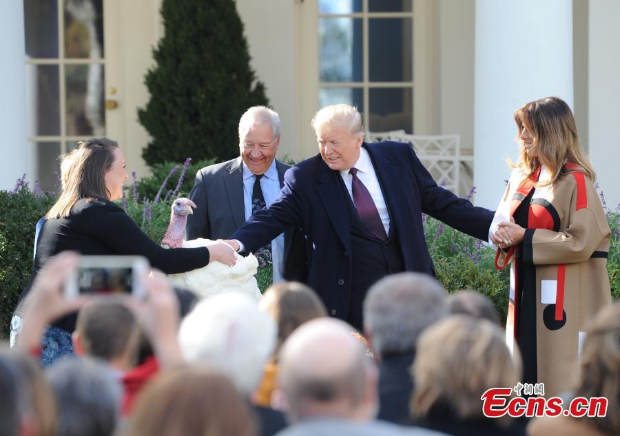 U.S. President Donald Trump (L3) participates in the National Thanksgiving Turkey Pardoning Ceremony at the Rose Garden of the White House in Washington D.C., the United States, on Nov. 20, 2018. (Photo: China News Service/ Chen Mengtong)