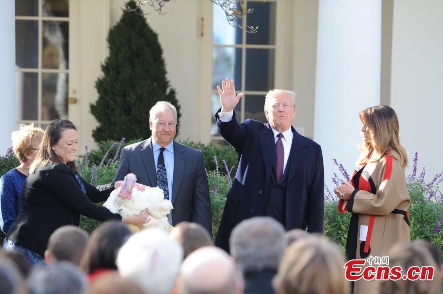 U.S. President Donald Trump (L3) participates in the National Thanksgiving Turkey Pardoning Ceremony at the Rose Garden of the White House in Washington D.C., the United States, on Nov. 20, 2018. (Photo: China News Service/ Chen Mengtong)