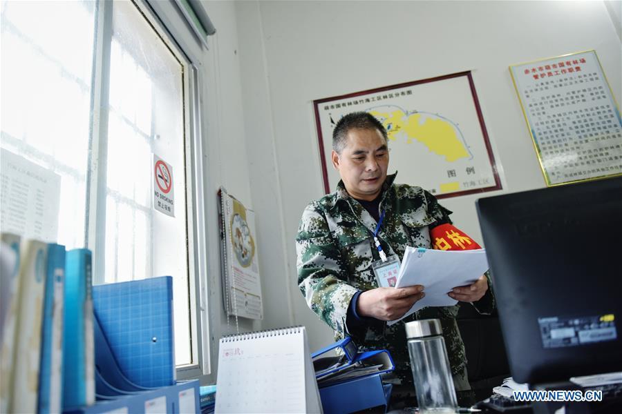 Forest ranger Li Yongfu reads materials at the office of Hushi forestry farm in Chishui City, southwest China\'s Guizhou Province, Oct. 24, 2018. Chishui is famous for its bamboo forest. To guard the bamboo, forest rangers need to patrol for all year round. At the Hushi forestry farm, there is a patrol group consisting of a dozen of forest rangers. They are in charge of about an area of 2,400 hectares. Loneliness is one of the difficulties they need to face as they can only go back home after one-week work. But all of them stay to keep working after those years as they love the bamboo forest and are determined to guard it. (Xinhua/Li Mangmang)