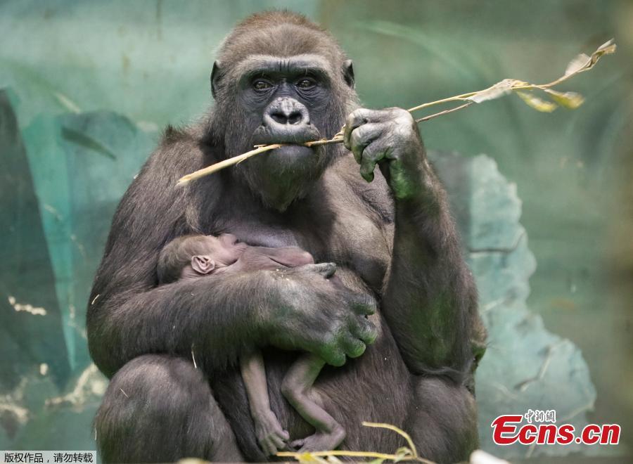 Kira, a 23-year-old western lowland gorilla, holds her newborn baby in its enclosure at the Moscow Zoo in Moscow, Russia November 21, 2018. (Photo/Agencies)