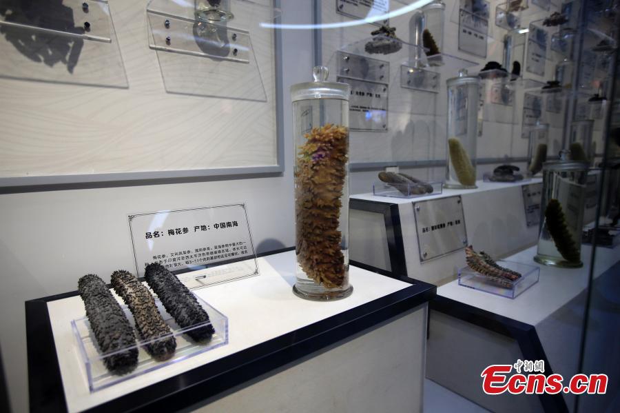 Different types of sea cucumbers are seen at a museum in Rongcheng, East China’s Shandong province. The sea cucumber museum, first of this kind in China, features over 100 specimens of the marine animal. The special museum also serves as a center for visitors to know more about the animal and its ecological role in the marine environment. (Photo: China News Service/ Wang Fudong)