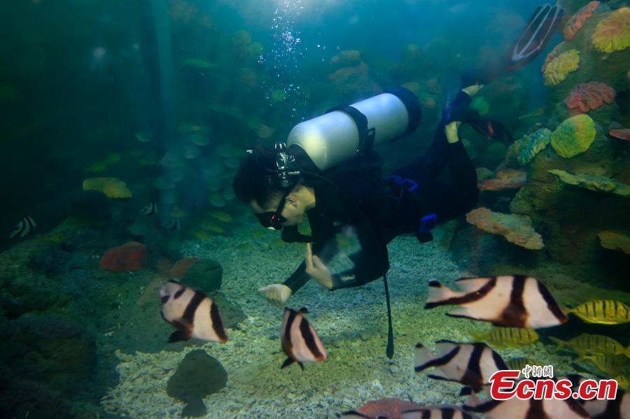 Different types of sea cucumbers are seen at a museum in Rongcheng, East China’s Shandong province. The sea cucumber museum, first of this kind in China, features over 100 specimens of the marine animal. The special museum also serves as a center for visitors to know more about the animal and its ecological role in the marine environment. (Photo: China News Service/ Wang Fudong)