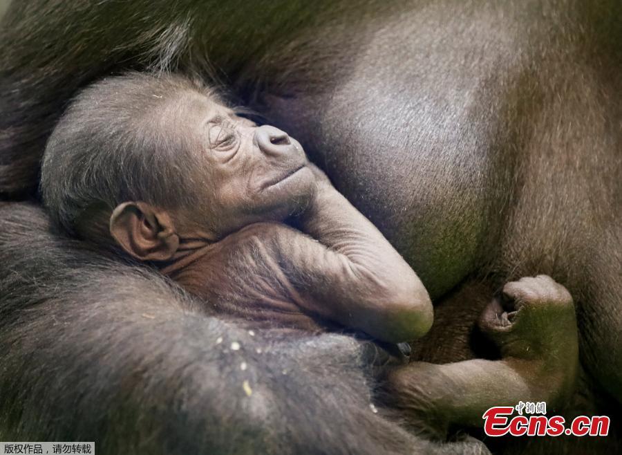 Kira, a 23-year-old western lowland gorilla, holds her newborn baby in its enclosure at the Moscow Zoo in Moscow, Russia November 21, 2018. (Photo/Agencies)
