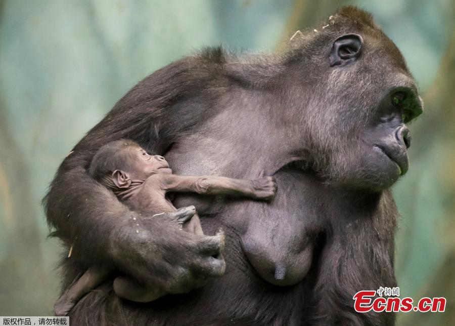 Kira, a 23-year-old western lowland gorilla, holds her newborn baby in its enclosure at the Moscow Zoo in Moscow, Russia November 21, 2018. (Photo/Agencies)