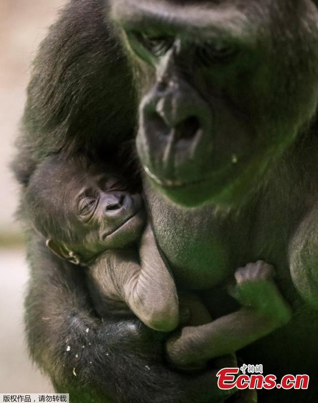 Kira, a 23-year-old western lowland gorilla, holds her newborn baby in its enclosure at the Moscow Zoo in Moscow, Russia November 21, 2018. (Photo/Agencies)