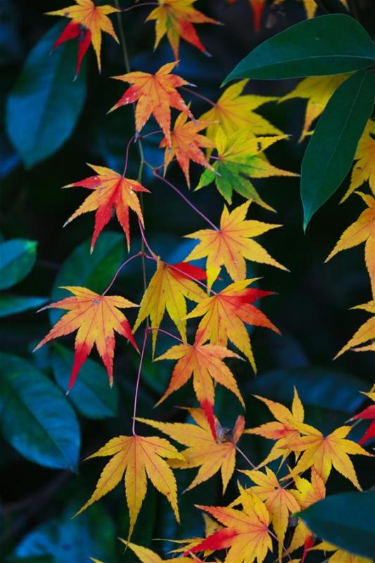 Photo taken on Nov. 22, 2018 shows the maple leaves at a park in Bijie City, southwest China\'s Guizhou Province. (Xinhua/Wang Chunliang)