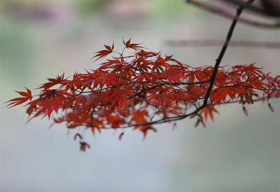 Photo taken on Nov. 22, 2018 shows the maple leaves at Huanglongdong scenic spot in Zhangjiajie, central China\'s Hunan Province. (Xinhua/Wu Yongbing)
