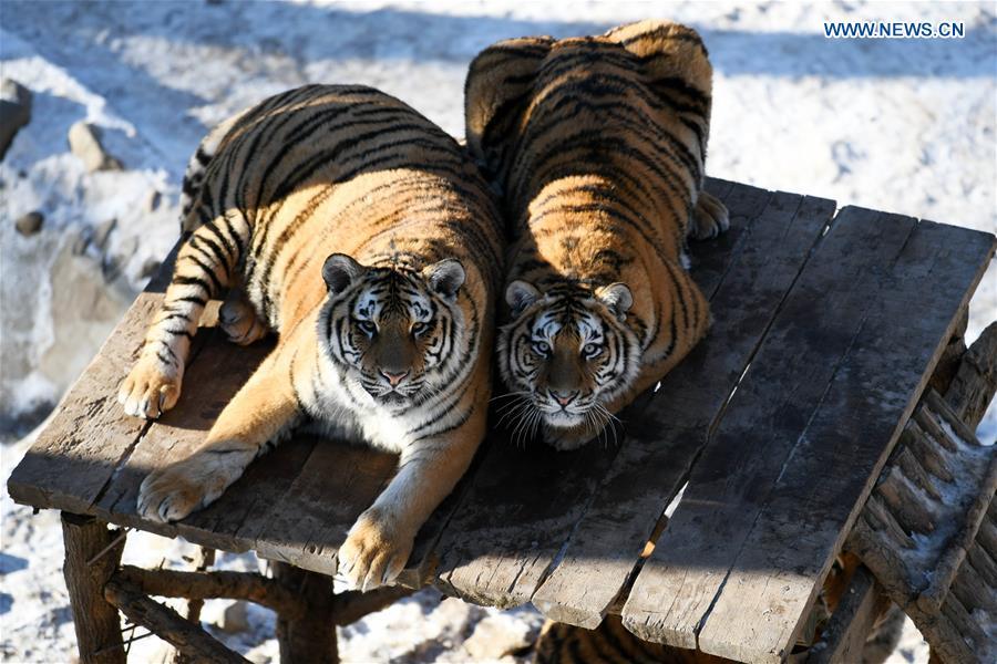 Siberian tigers play at the China Hengdaohezi Feline Breeding Center in Hailin City, northeast China\'s Heilongjiang Province, Nov. 21, 2018. (Xinhua/Wang Jianwei)