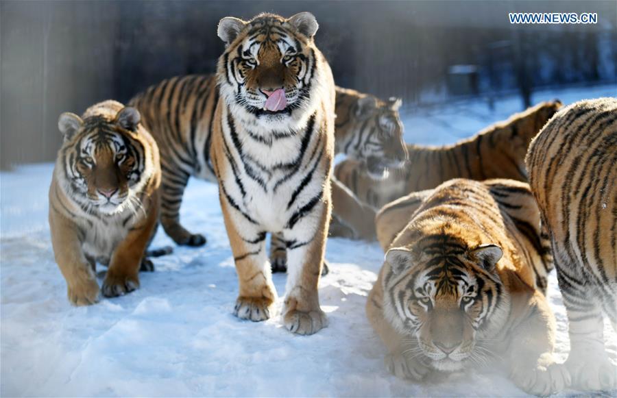 Siberian tigers play at the China Hengdaohezi Feline Breeding Center in Hailin City, northeast China\'s Heilongjiang Province, Nov. 21, 2018. (Xinhua/Wang Jianwei)