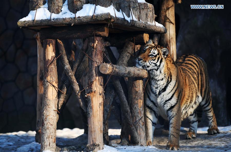 A Siberian tiger is seen at the China Hengdaohezi Feline Breeding Center in Hailin City, northeast China\'s Heilongjiang Province, Nov. 21, 2018. (Xinhua/Wang Jianwei)