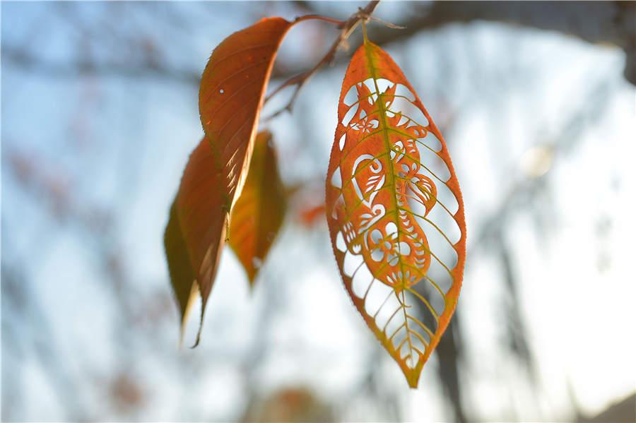 An engraved leaf art themed on the zodiac pig, created by art teacher Liu Ping. (Photo/Asianewsphoto)