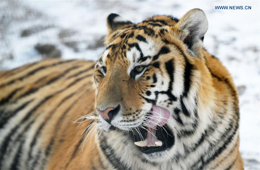 A Siberian tiger is seen at the China Hengdaohezi Feline Breeding Center in Hailin City, northeast China\'s Heilongjiang Province, Nov. 21, 2018. (Xinhua/Wang Jianwei)