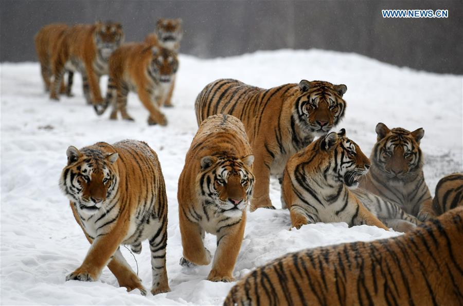 Siberian tigers play at the China Hengdaohezi Feline Breeding Center in Hailin City, northeast China\'s Heilongjiang Province, Nov. 22, 2018. (Xinhua/Wang Jianwei)