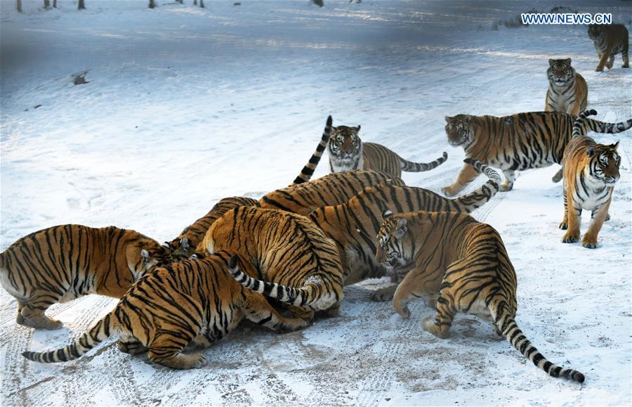 Siberian tigers play at the China Hengdaohezi Feline Breeding Center in Hailin City, northeast China\'s Heilongjiang Province, Nov. 21, 2018. (Xinhua/Wang Jianwei)