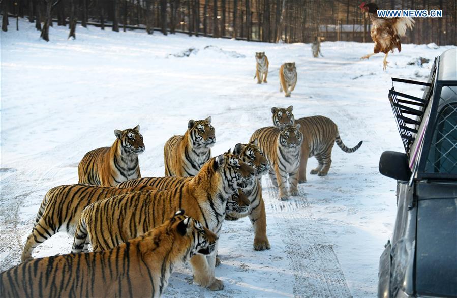 Siberian tigers play at the China Hengdaohezi Feline Breeding Center in Hailin City, northeast China\'s Heilongjiang Province, Nov. 21, 2018. (Xinhua/Wang Jianwei)
