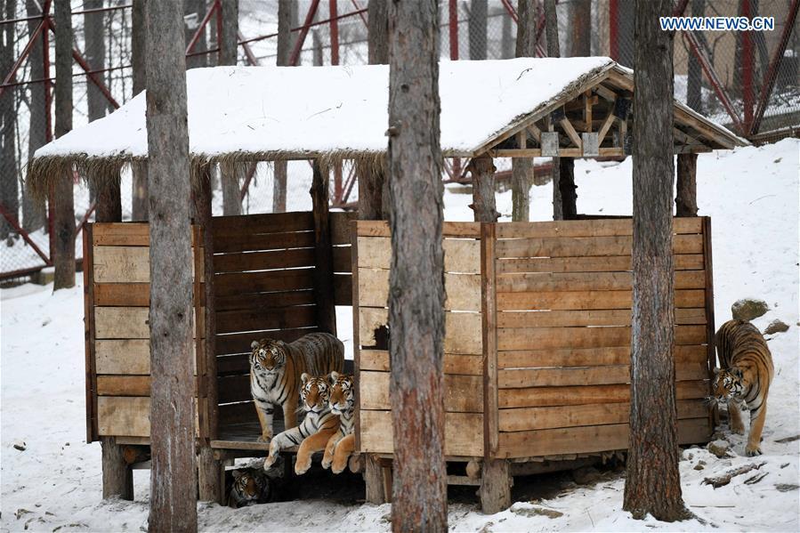 Siberian tigers play at the China Hengdaohezi Feline Breeding Center in Hailin City, northeast China\'s Heilongjiang Province, Nov. 22, 2018. (Xinhua/Wang Jianwei)