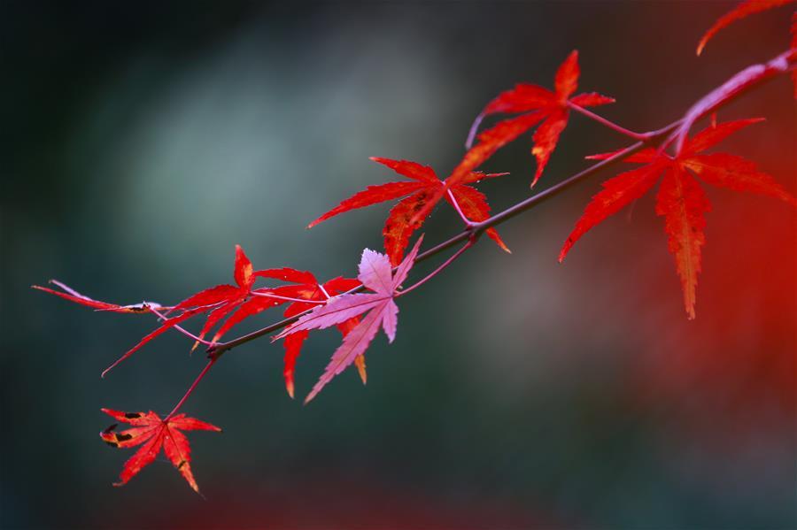 Photo taken on Nov. 22, 2018 shows the maple leaves at a park in Bijie City, southwest China\'s Guizhou Province. (Xinhua/Wang Chunliang)