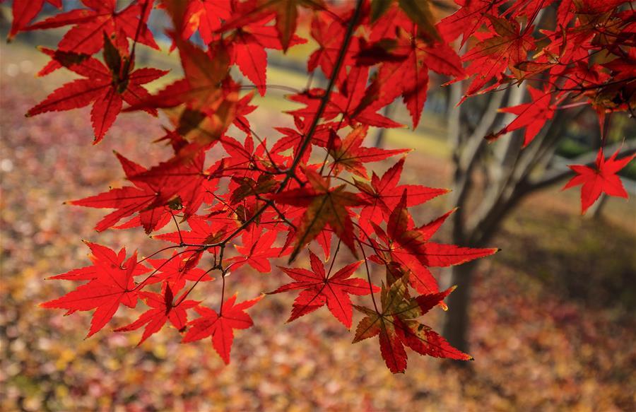 Photo taken on Nov. 22, 2018 shows the maple leaves at Sihong County of Suqian City, east China\'s Jiangsu Province. (Xinhua/Zhang Lianhua)