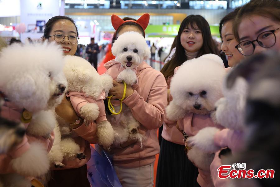 Pet dog owners pose for a photo with their dogs at the 2108 China (Nanjing) Pet Culture Festival in Nanjing, Jiangsu Province, Nov. 24, 2018. A \