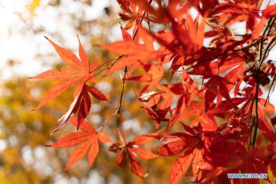 Photo taken on Nov. 25, 2018 shows the leaves colored in red of Yuelu Mountain in Changsha, central China\'s Hunan Province. (Xinhua/Zhang Xiaoyu)