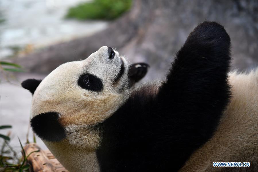 Giant Panda Shunshun makes public debut at the Hainan Tropical Wildlife Park and Botanical Garden in Haikou, south China\'s Hainan Province, Nov. 25, 2018. Giant Pandas Gonggong and Shunshun from Sichuan Province came to Hainan and made public debut after being adapted to their new home. (Xinhua/Guo Cheng)