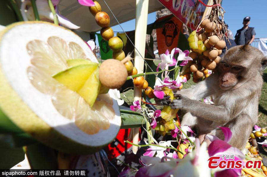 Monkeys eat fruits and vegetables during the annual Monkey Buffet Festival at the Phra Prang Sam Yot temple in Lopburi province, north of Bangkok, Thailand November 25, 2018.  (Photo/Sipaphoto)