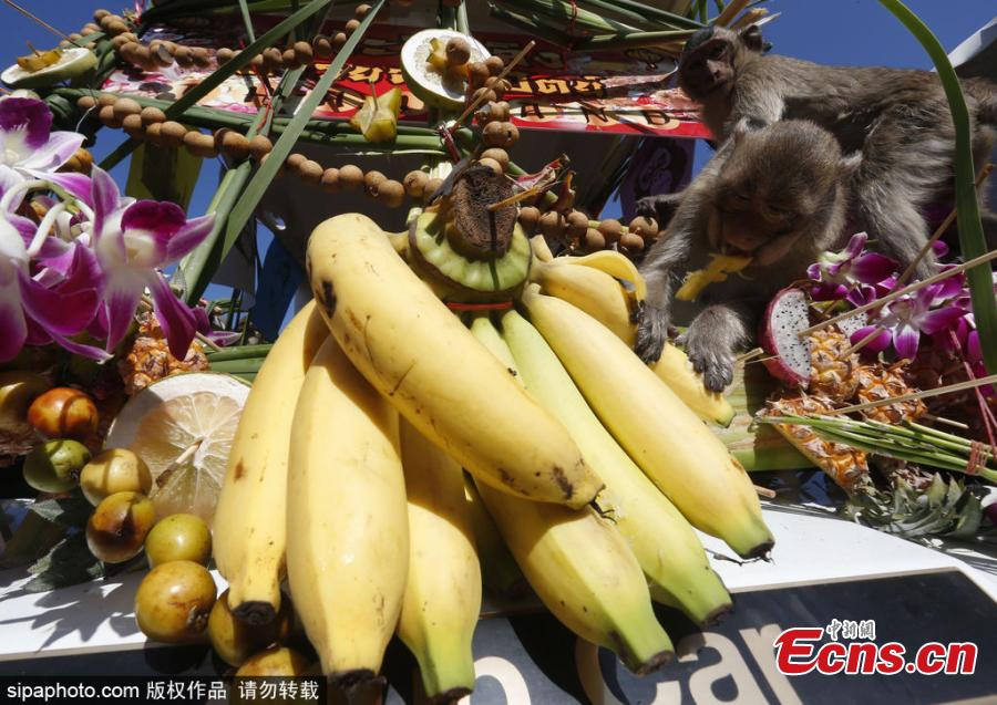 Monkeys eat fruits and vegetables during the annual Monkey Buffet Festival at the Phra Prang Sam Yot temple in Lopburi province, north of Bangkok, Thailand November 25, 2018.  (Photo/Sipaphoto)