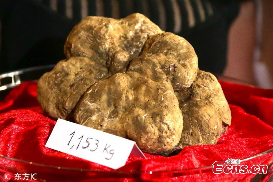 An assistant displays an Alba white truffle weighing 1,153g, at chef Tanka Sapkota\'s restaurant in Lisbon, Portugal on November 23, 2018. The truffle collected in Piemonte region in Italy is the biggest ever bought in Portugal. (Photo/IC)