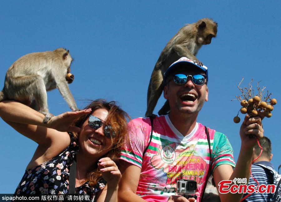 Monkeys sit on tourists’ shoulders during the annual Monkey Buffet Festival at the Phra Prang Sam Yot temple in Lopburi province, north of Bangkok, Thailand November 25, 2018.   (Photo/Sipaphoto)