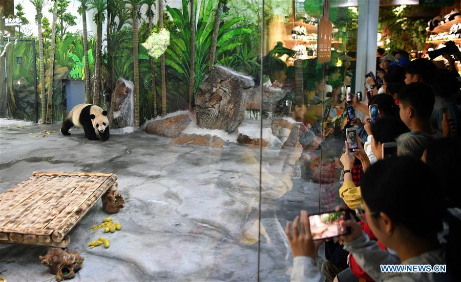 Giant Panda Shunshun makes public debut at the Hainan Tropical Wildlife Park and Botanical Garden in Haikou, south China\'s Hainan Province, Nov. 25, 2018. Giant Pandas Gonggong and Shunshun from Sichuan Province came to Hainan and made public debut after being adapted to their new home. (Xinhua/Guo Cheng)