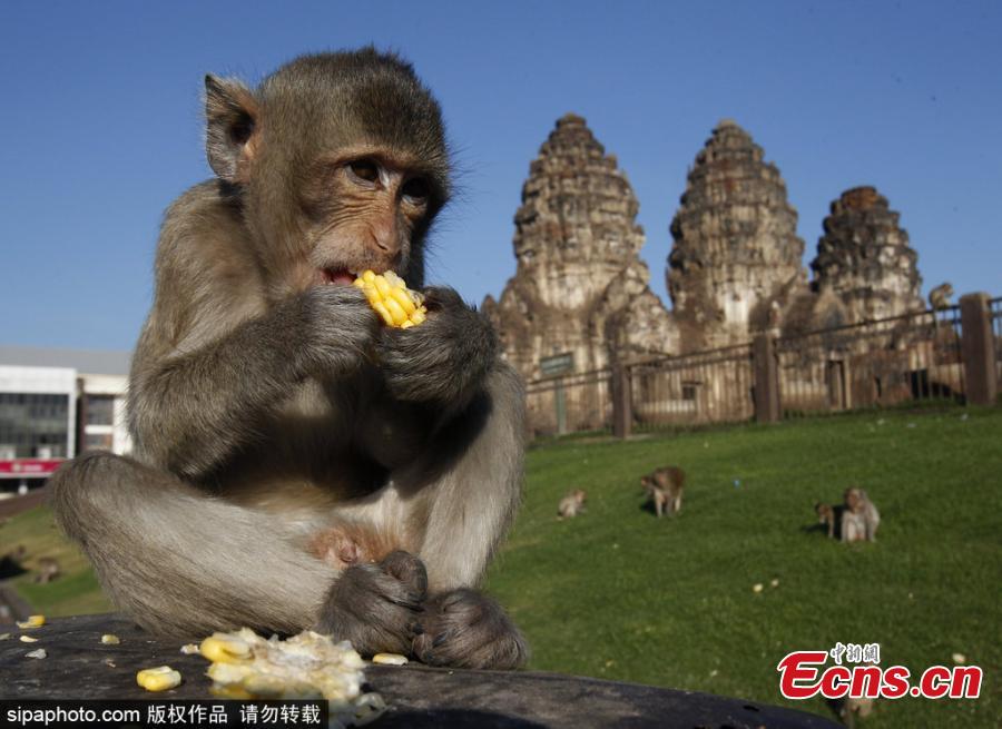 A monkey eats corn during the annual Monkey Buffet Festival at the Phra Prang Sam Yot temple in Lopburi province, north of Bangkok, Thailand November 25, 2018. (Photo/Sipaphoto)