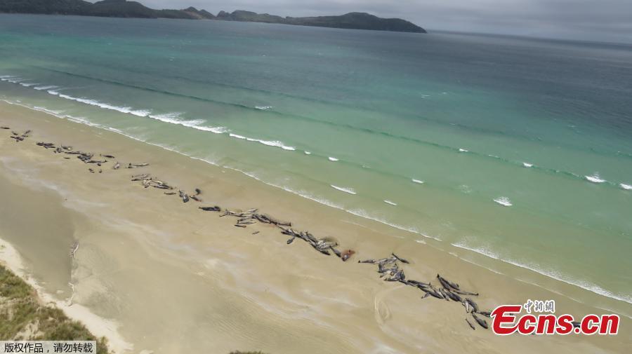 This photo taken and released on November 26, 2018 from the New Zealand Department of Conservation shows dead pilot whales on a remote beach on Stewart Island in the far south of New Zealand. Up to 145 pilot whales have died in a mass stranding on a remote part of a small New Zealand island, authorities said on November 26.  (Photo/Agencies)