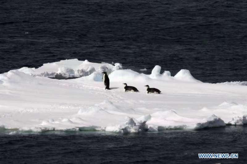 Floating ice and emperor penguins are seen in the Southern Ocean, Nov. 25, 2018. Xuelong entered a floating ice area in the Southern Ocean to avoid a cyclone. The ice area is located at 61.55 degrees south latitude and 110.37 east longitude. (Xinhua/Liu Shiping)