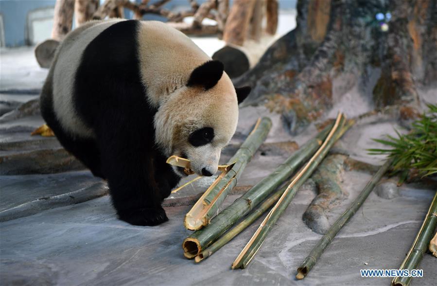 Giant Panda Shunshun makes public debut at the Hainan Tropical Wildlife Park and Botanical Garden in Haikou, south China\'s Hainan Province, Nov. 25, 2018. Giant Pandas Gonggong and Shunshun from Sichuan Province came to Hainan and made public debut after being adapted to their new home. (Xinhua/Guo Cheng)