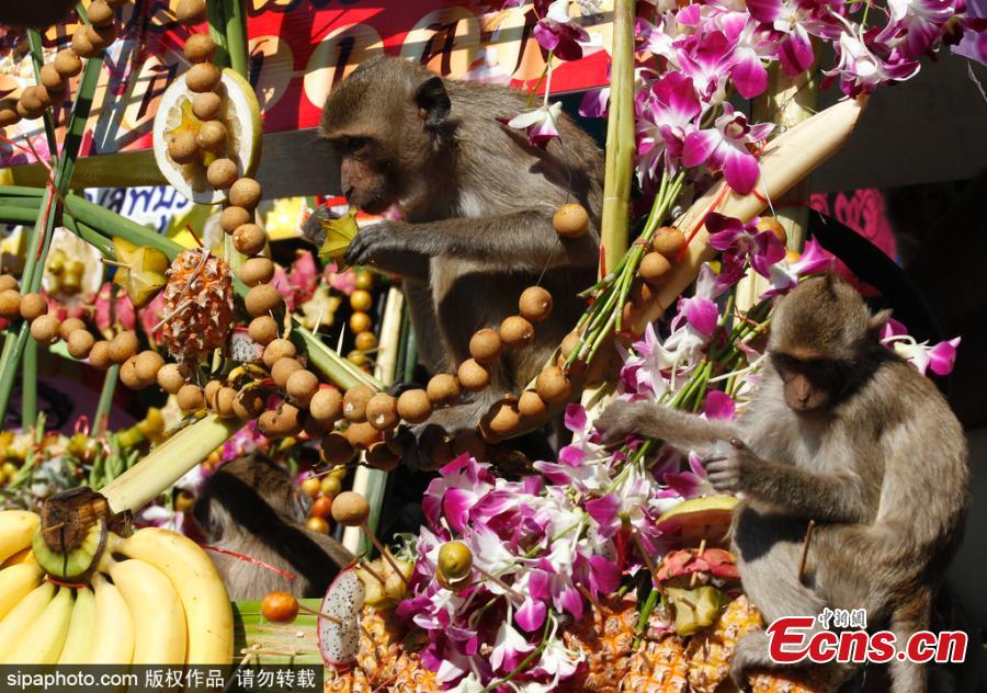 Monkeys eat fruits and vegetables during the annual Monkey Buffet Festival at the Phra Prang Sam Yot temple in Lopburi province, north of Bangkok, Thailand November 25, 2018. (Photo/Sipaphoto)